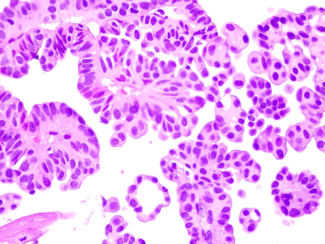 Julio César Sánchez Venegas-2