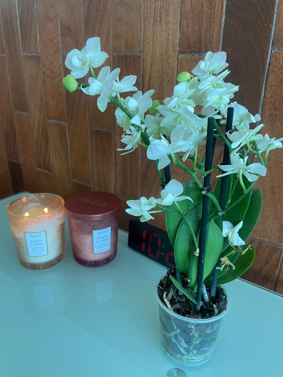 Frida Fuentes González-0