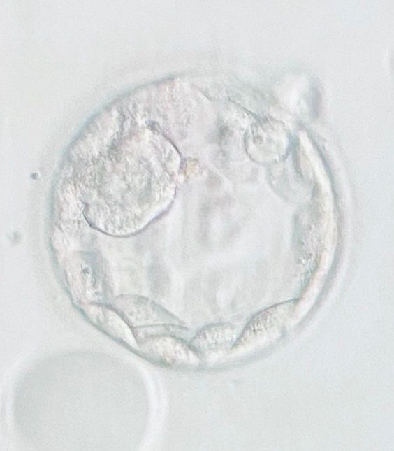 Azael Jiménez Bonola-6