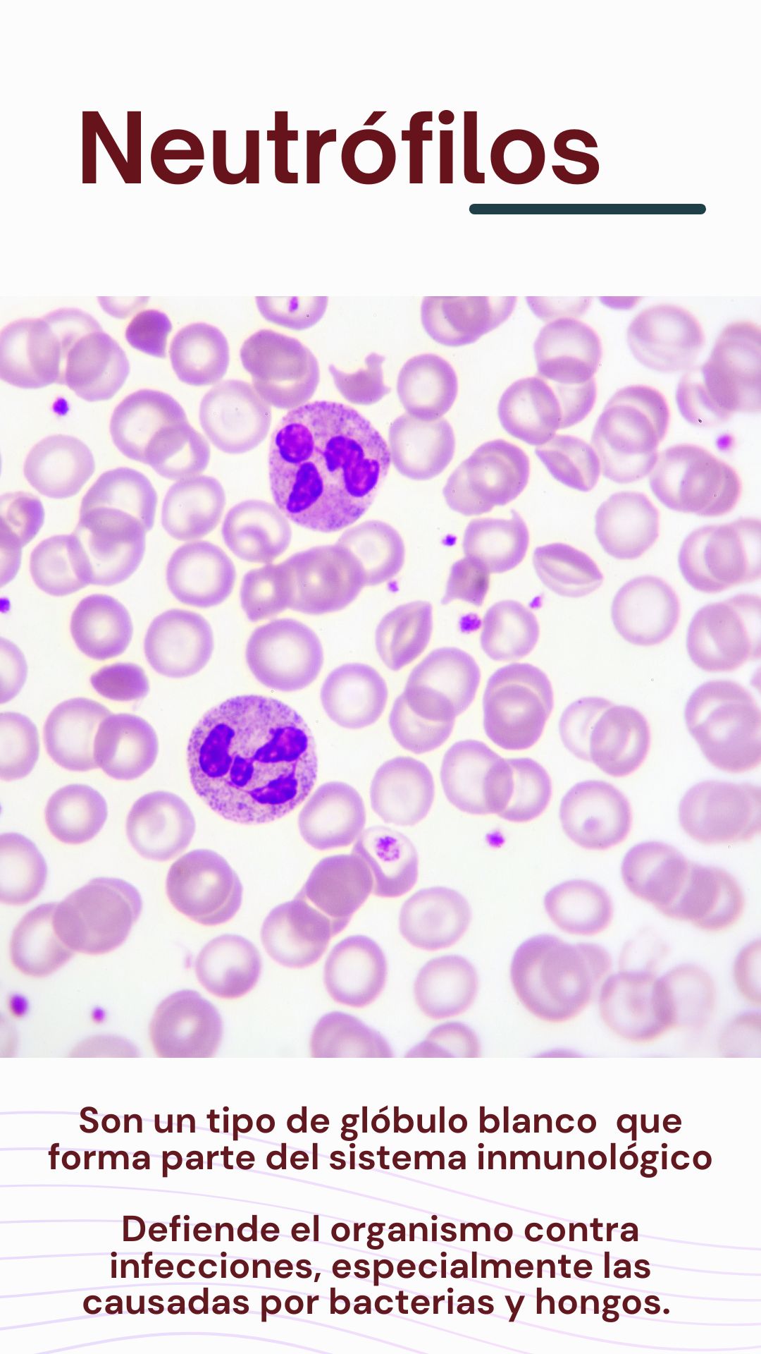 Rosio Lopez Reyes-13