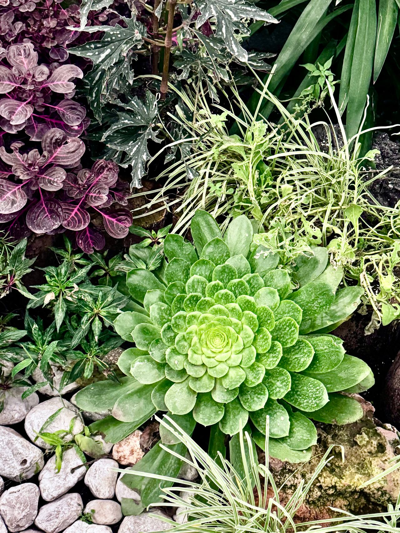 Rosalía Eloísa Vega Y López-2