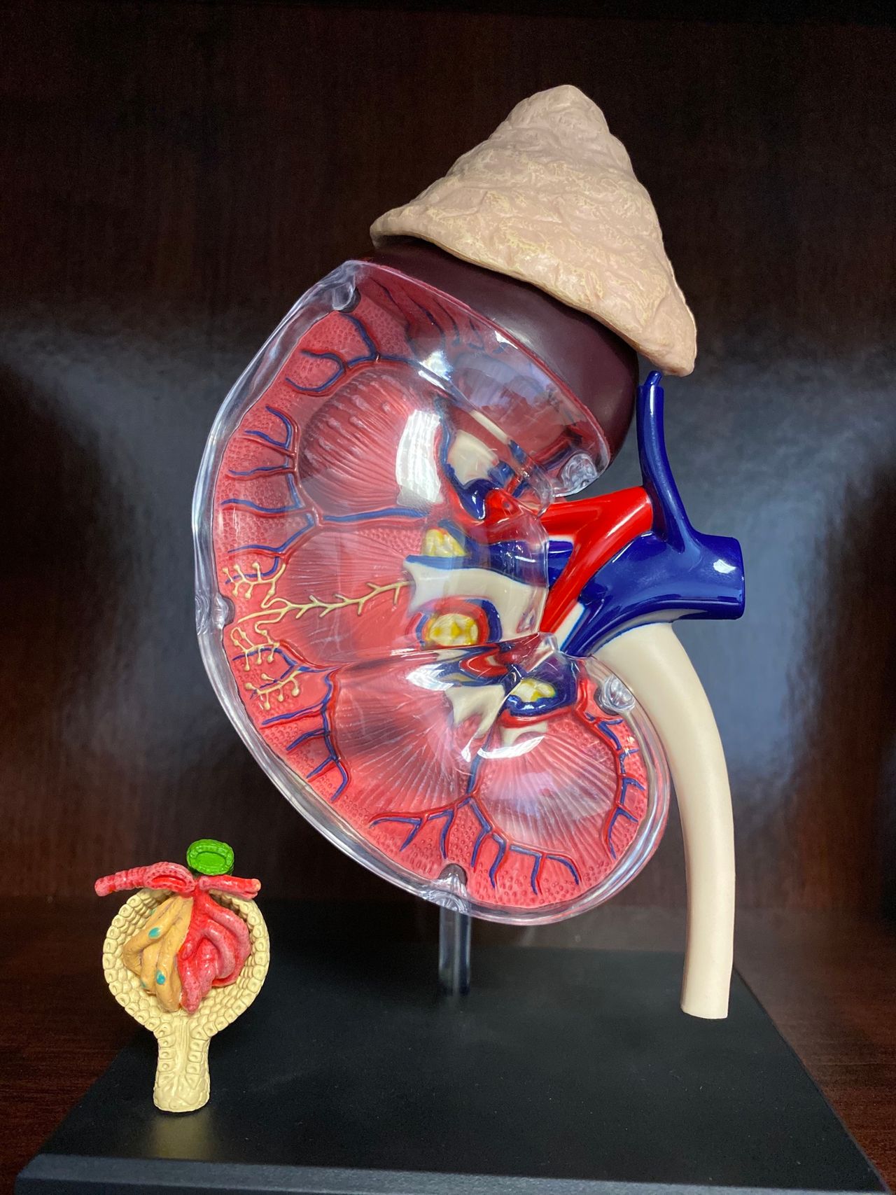 Zurisaday Hernández Martínez-0