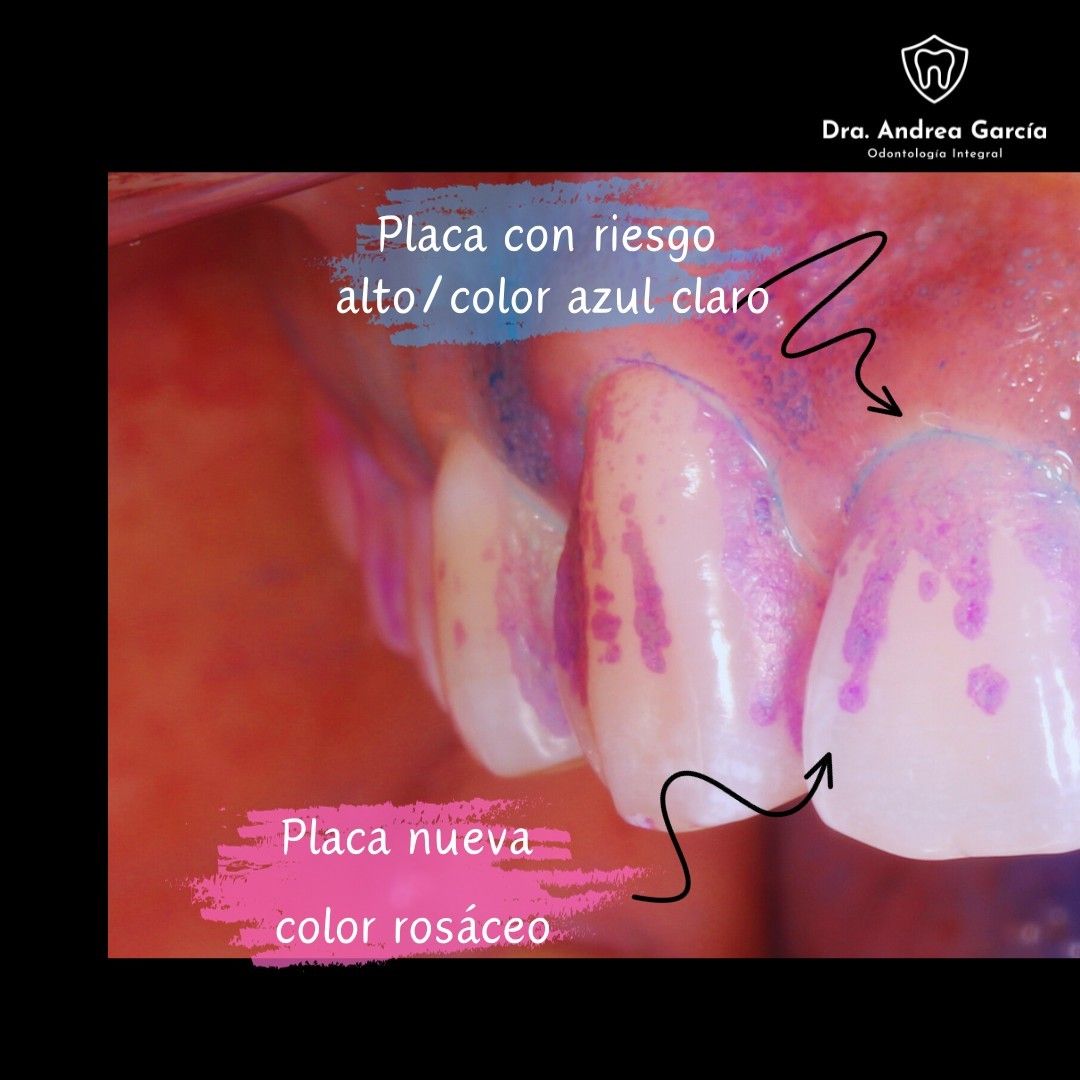 Andrea Hernández Garcia-14