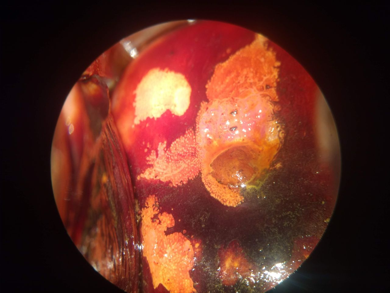 Auria Viridiana Avendaño Perez-1