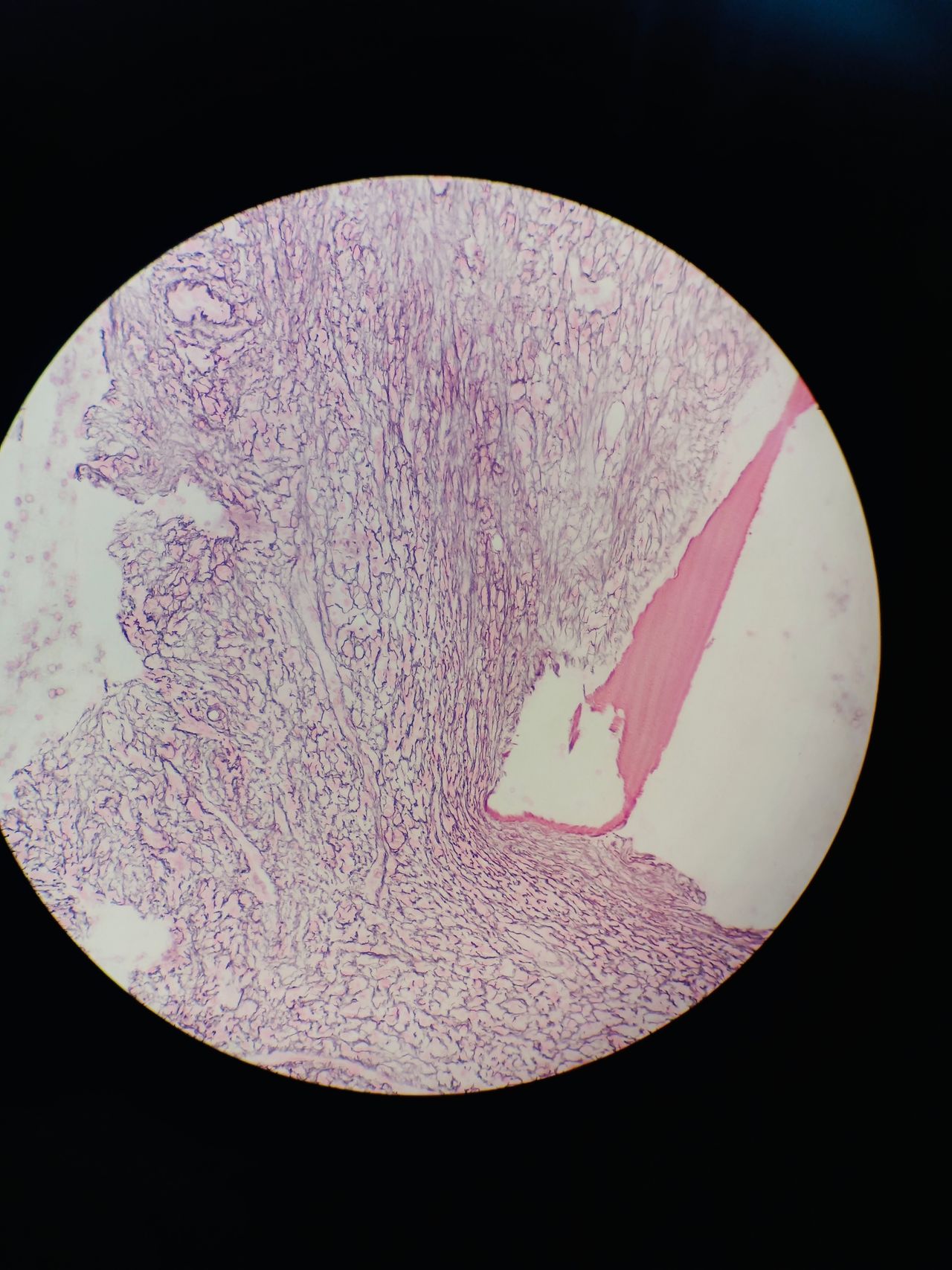 Irina Y. Cazares Martinez-8