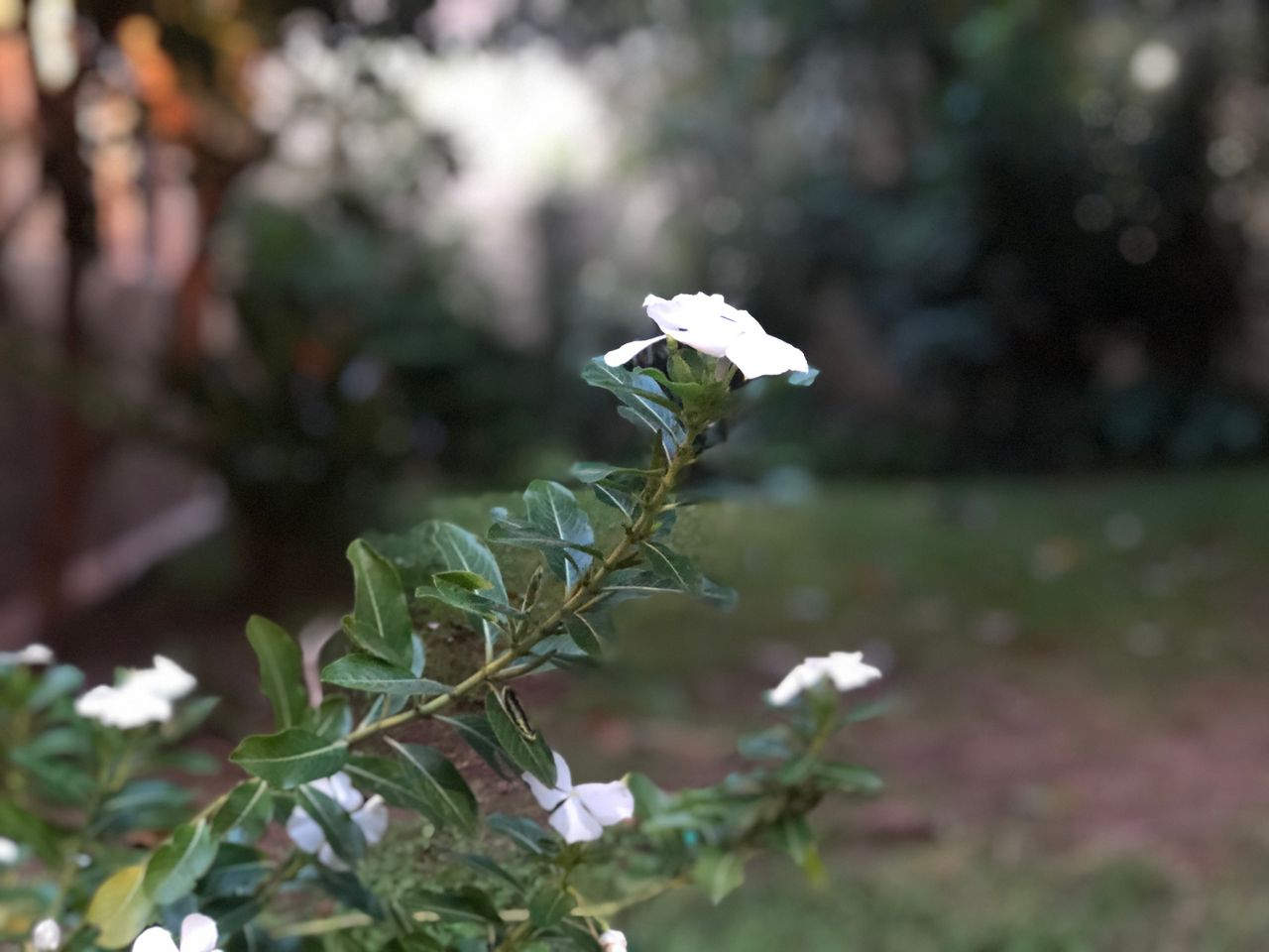 José Andrés Magaña Larios-8