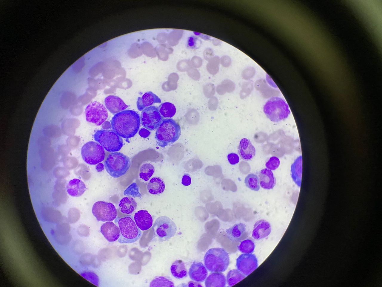 Irina Y. Cazares Martinez-12