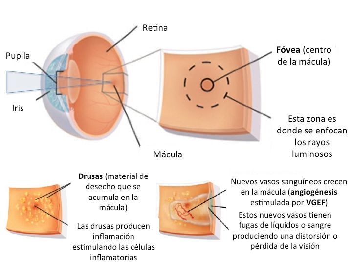 Elsy Fabiola Saldaña Lievano-2