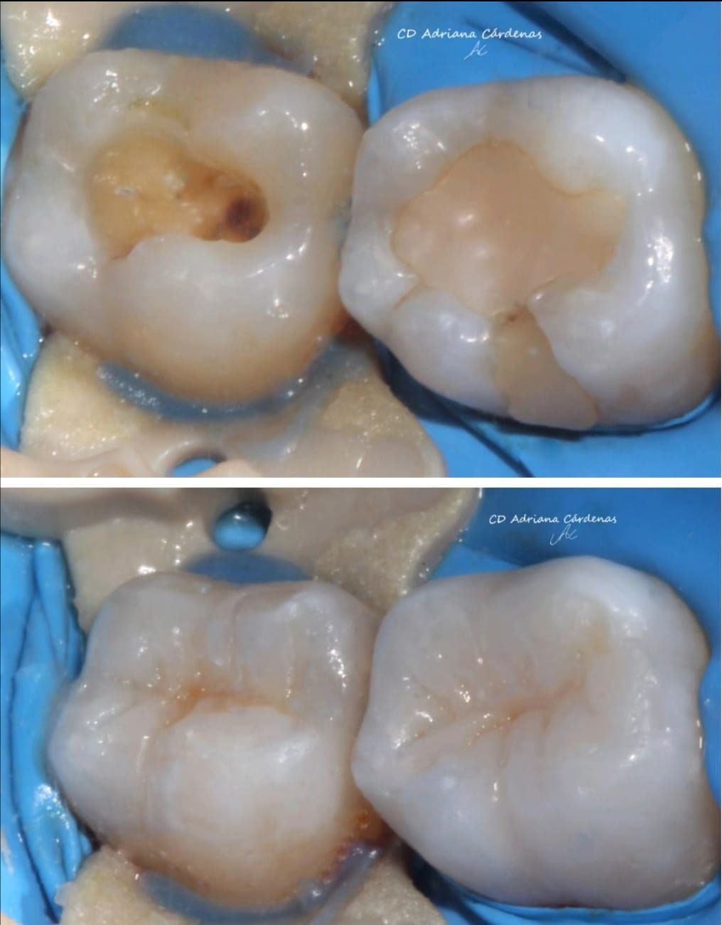 Adriana Cárdenas Cortés-4