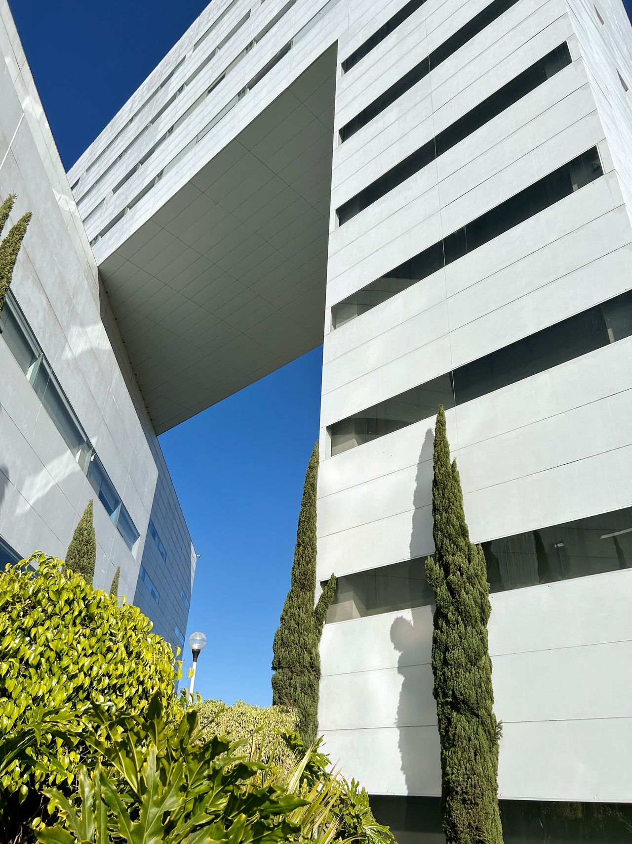 Carlos Damián Palafox Vidal-10