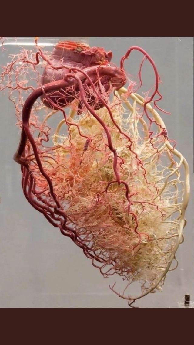 Victor Manuel Carmona Delgado-10