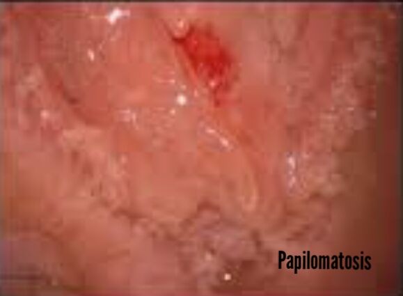 Ma. Del Carmen Hernández Ovando-1