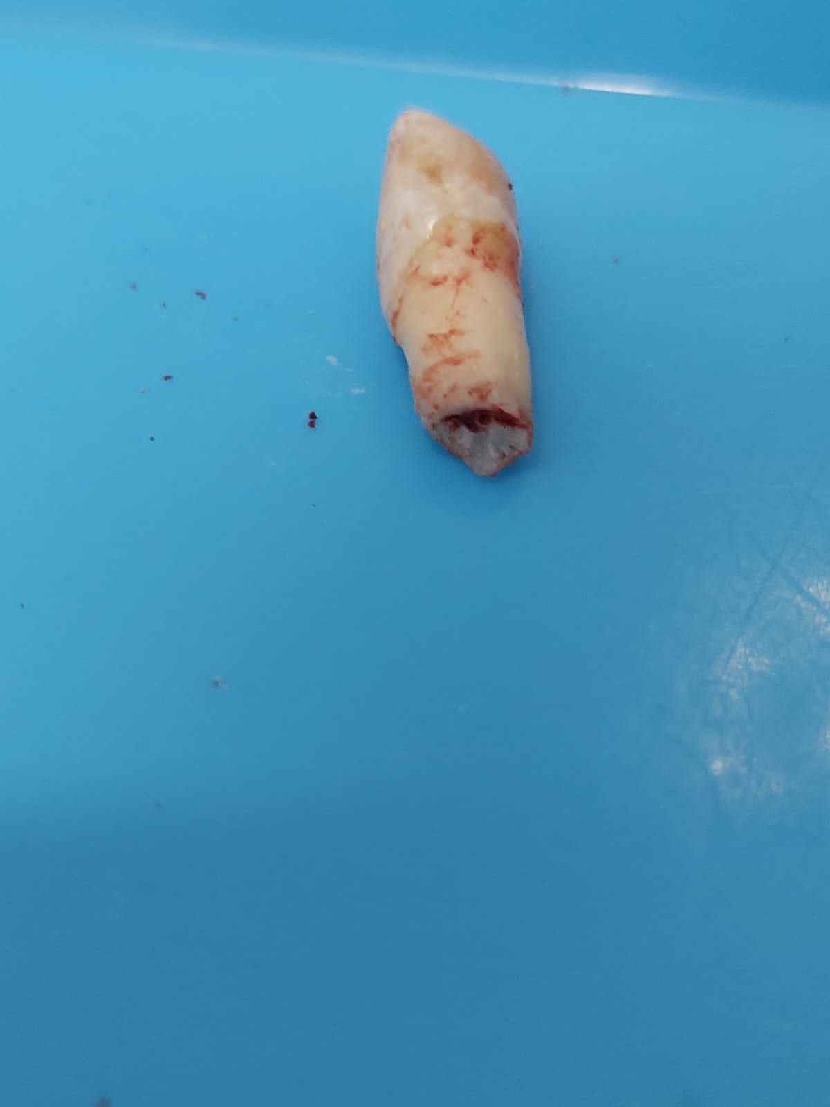 Emma Selenia Hernández Castillo-12