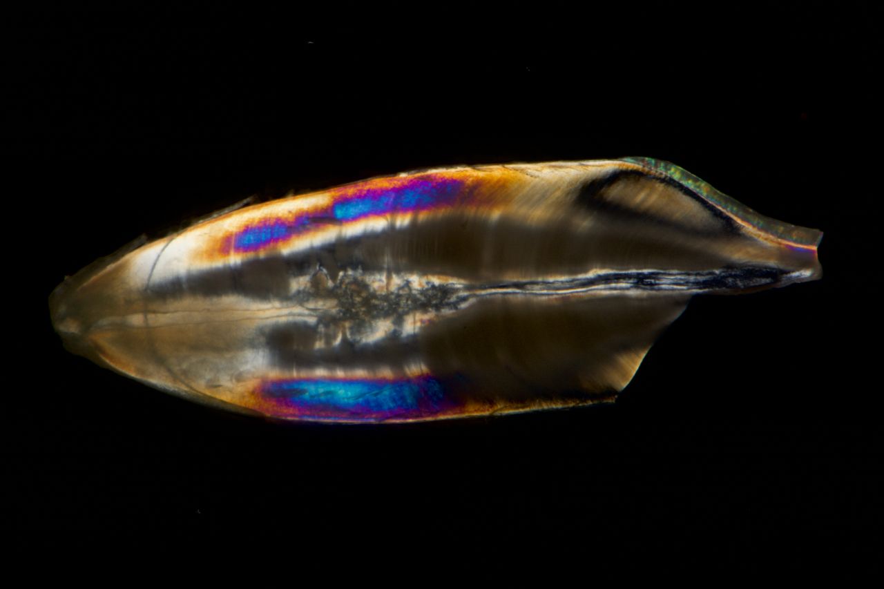 Jesús Gerardo Rodríguez Blanco-2