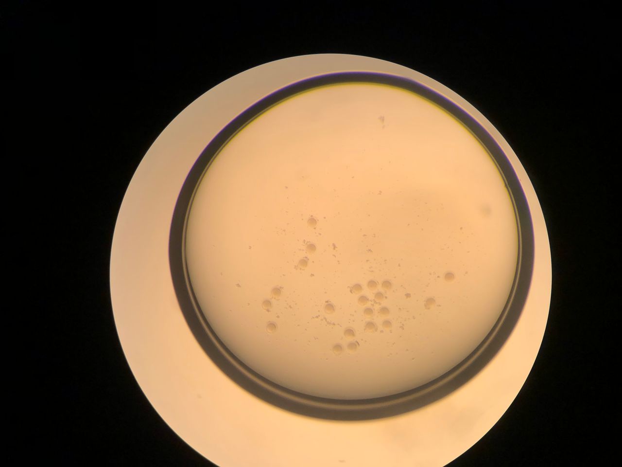 Ericka Gabriela Yac Longoria-1